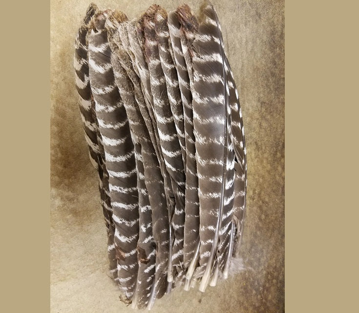 Wild Turkey Natural Barred Secondary Feathers