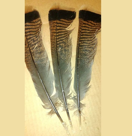 Wild Turkey Full Quill Tail Feathers
