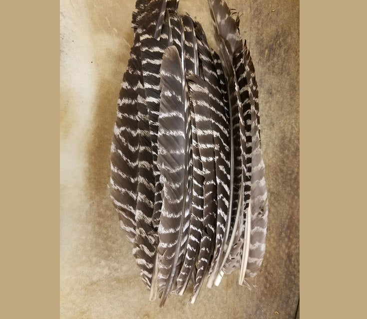 Wild Turkey Natural Barred Primary Feathers