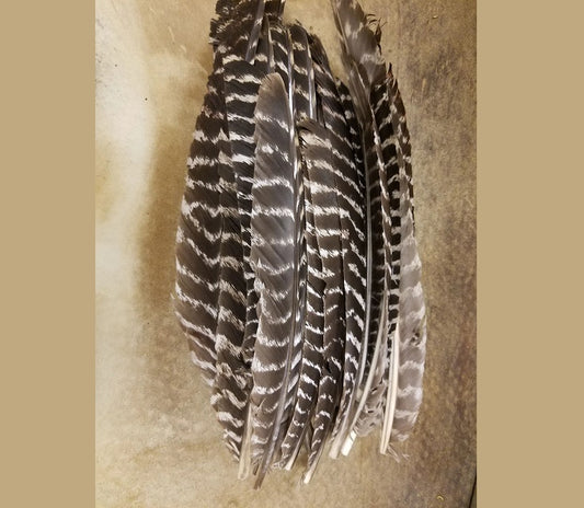 Wild Turkey Natural Barred Primary Feathers