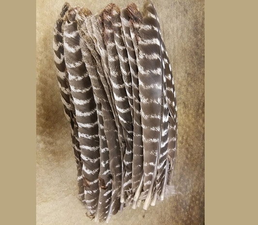 Wild Turkey Natural Barred Secondary Feathers