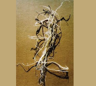 Processed Back Sinew