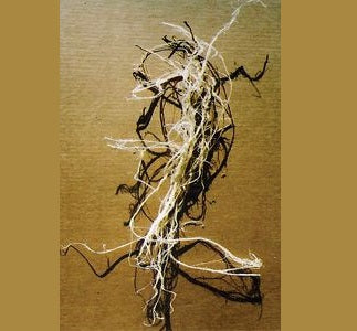 Processed Leg Sinew