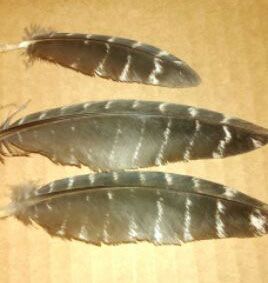 Wild Turkey Barred Shoulder Feathers (Full Quill)