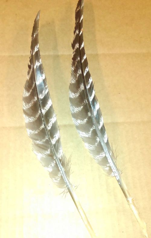 Wild Turkey Primary Wing Feathers (Full Quill)
