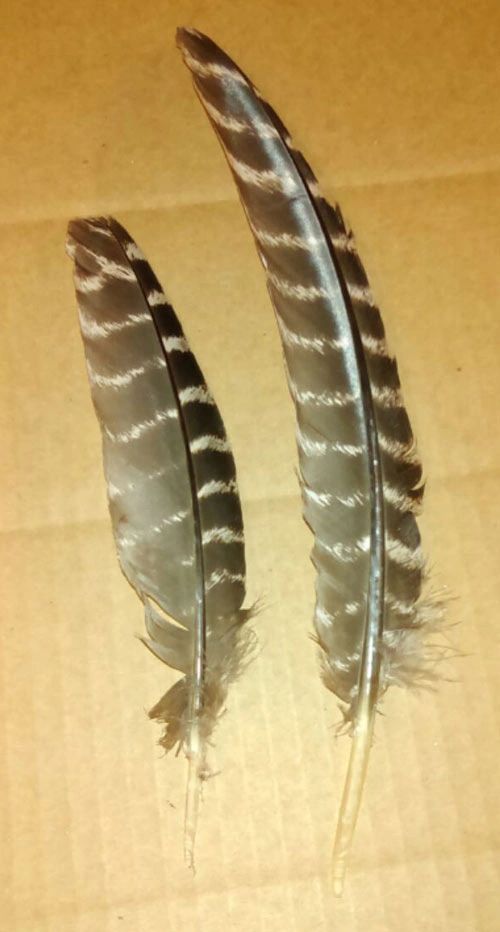 Wild Turkey Secondary Wing Feathers (Full Quill)