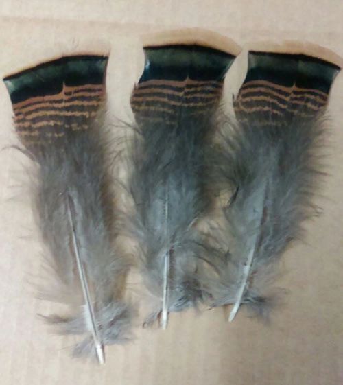 Wild Turkey Tail Pre-Skirt Feathers
