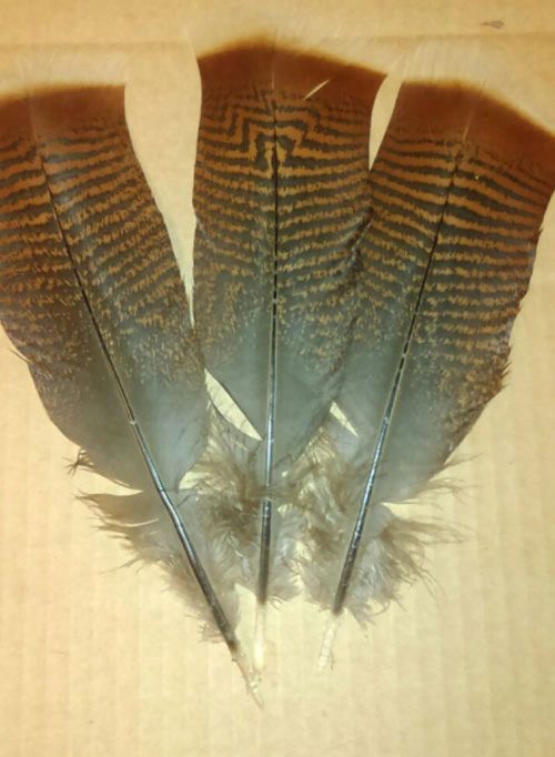Wild Turkey Tail Skirt Feathers
